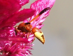 Rhynchium oculatum