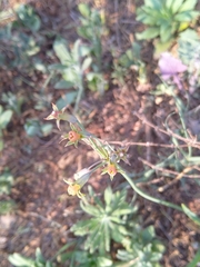 Tulbaghia acutiloba
