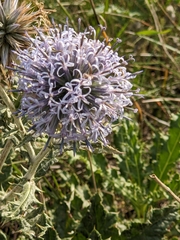 Echinops