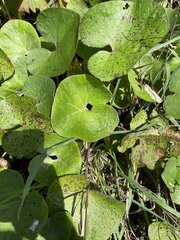 Petasites pyrenaicus