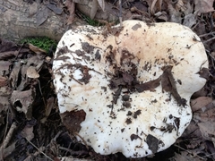 Russula delica