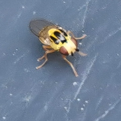Chlorops
