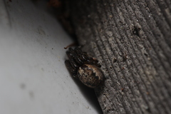 Zygiellinae