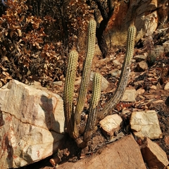 Cactaceae