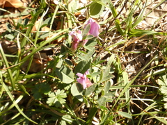 Chamaecytisus purpureus
