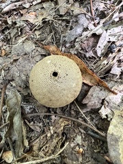 Lycoperdon perlatum
