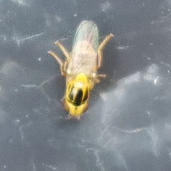 Chlorops