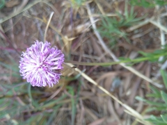 Pseudopegolettia tenella