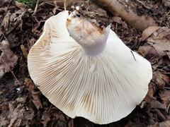 Russula delica