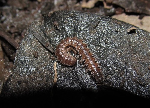 Pseudopolydesmus paludicolus