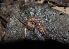 Pseudopolydesmus paludicolus