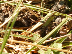 Stenobothrus lineatus
