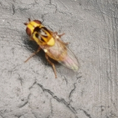 Chlorops