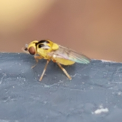Chlorops
