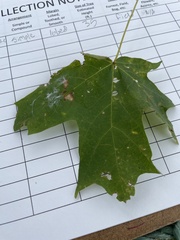 Acer saccharum