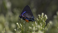 Atlides halesus