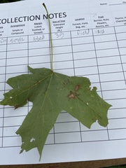 Acer saccharum