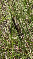 Anisomorpha buprestoides