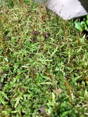 Entodon cladorrhizans