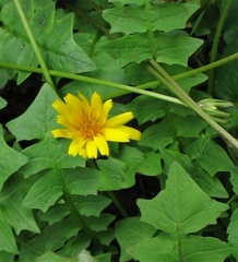 Aposeris foetida