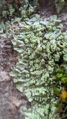 Hyperphyscia adglutinata