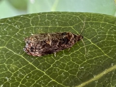 Endothenia
