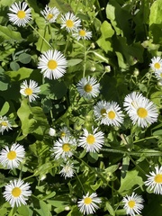 Erigeron strigosus