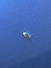 Cyphicerini