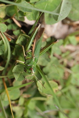 Omocestus viridulus