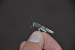 Sphingonotus caerulans