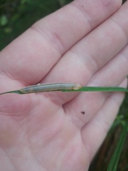 Tenthredopsis friesei