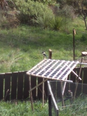 Todiramphus sanctus vagans