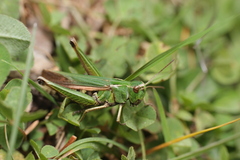 Omocestus viridulus