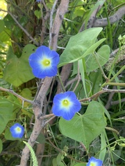 Ipomoea cardiophylla