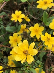 Bidens aristosa