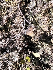 Callophrys augustinus