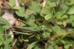 Omocestus viridulus