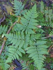 Dryopteris expansa