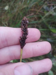 Plantago lanceolata