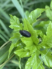 Prosapia ignifera