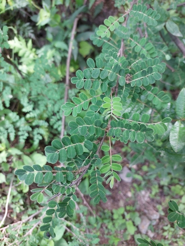 Caragana brevispina