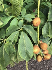 Aesculus parviflora
