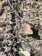 Callophrys augustinus