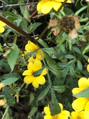 Bidens aristosa