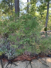 Vaccinium elliottii
