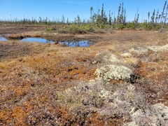 Callophrys augustinus