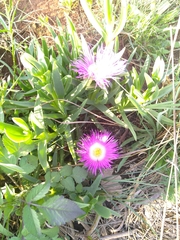 Carpobrotus dimidiatus