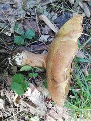 Boletus aereus
