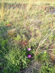 Carpobrotus dimidiatus
