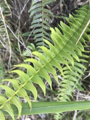 Blechnum hastatum